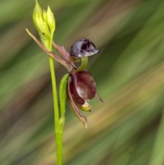 Caleana major at Penrose, NSW - 19 Oct 2020