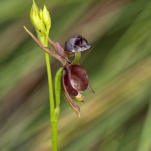 Caleana major at Penrose, NSW - suppressed