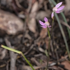Caladenia carnea (Pink Fingers) at Penrose, NSW - 16 Oct 2020 by Aussiegall
