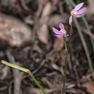 Caladenia carnea at Penrose, NSW - 16 Oct 2020