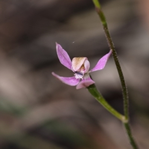 Caladenia carnea at Penrose, NSW - 16 Oct 2020