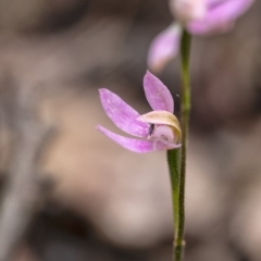 Caladenia carnea at Penrose, NSW - 16 Oct 2020