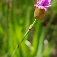 Petrorhagia nanteuilii (Proliferous Pink, Childling Pink) at Griffith, ACT - 19 Oct 2020 by SRoss