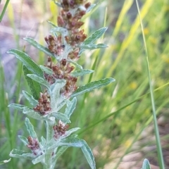 Gamochaeta calviceps (Narrowleaf Purple Everlasting) at Bass Gardens Park, Griffith - 19 Oct 2020 by SRoss