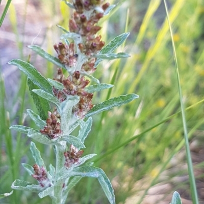 Gamochaeta purpurea (Purple Cudweed) at Bass Gardens Park, Griffith - 19 Oct 2020 by SRoss