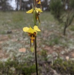 Diuris sulphurea (Tiger Orchid) at Lake George, NSW - 20 Oct 2020 by MPennay