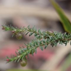 Rhytidosporum procumbens (White Marianth) at QPRC LGA - 19 Oct 2020 by LisaH