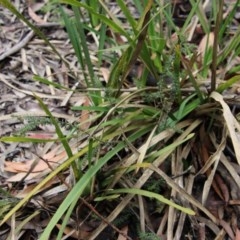 Rhytidosporum procumbens at Budawang, NSW - 19 Oct 2020