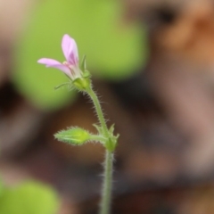 Pelargonium (genus) (A Stork’s Bill) at Budawang, NSW - 19 Oct 2020 by LisaH
