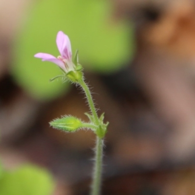 Pelargonium (genus) (A Stork’s Bill) at Budawang, NSW - 19 Oct 2020 by LisaH