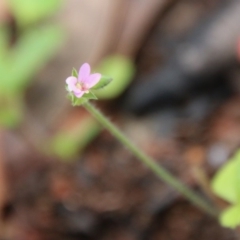 Pelargonium sp. at Budawang, NSW - 19 Oct 2020