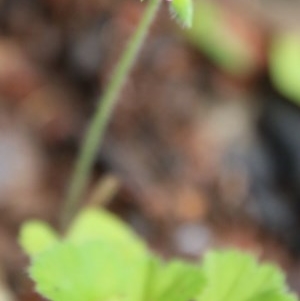 Pelargonium sp. at Budawang, NSW - 19 Oct 2020