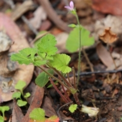 Pelargonium sp. at Budawang, NSW - 19 Oct 2020