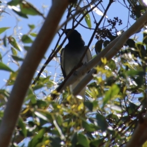 Coracina novaehollandiae at Mongarlowe, NSW - 13 Oct 2020