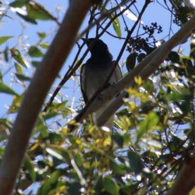 Coracina novaehollandiae (Black-faced Cuckooshrike) at Mongarlowe, NSW - 13 Oct 2020 by LisaH