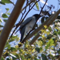 Coracina novaehollandiae at Mongarlowe, NSW - 13 Oct 2020