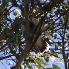 Coracina novaehollandiae at Mongarlowe, NSW - 13 Oct 2020