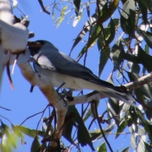 Coracina novaehollandiae at Mongarlowe, NSW - 13 Oct 2020