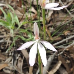 Caladenia carnea (Pink Fingers) at Crace, ACT - 5 Oct 2020 by MichaelBedingfield