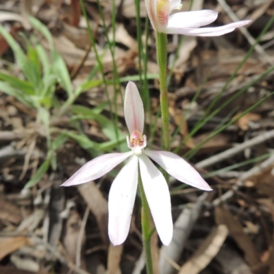 Caladenia carnea (Pink Fingers) at Crace, ACT - 5 Oct 2020 by michaelb