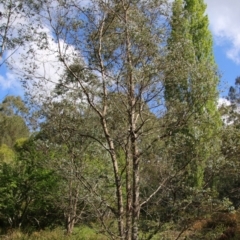 Eucalyptus crenulata (Buxton Gum) at Mongarlowe River - 19 Oct 2020 by LisaH