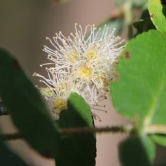 Eucalyptus crenulata at QPRC LGA - 19 Oct 2020