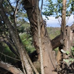 Eucalyptus crenulata at QPRC LGA - 19 Oct 2020