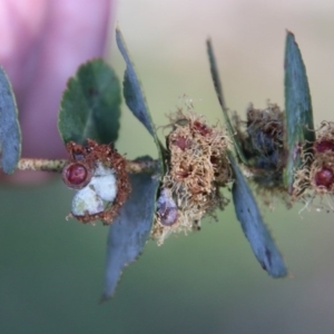 Eucalyptus crenulata at QPRC LGA - 19 Oct 2020