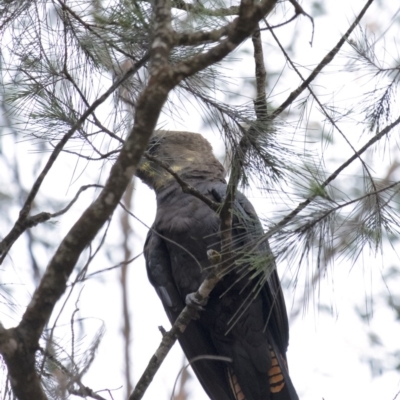 Calyptorhynchus lathami (Glossy Black-Cockatoo) at Wingecarribee Local Government Area - 17 Oct 2020 by Aussiegall