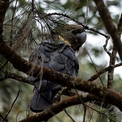 Calyptorhynchus lathami lathami at Wingello, NSW - suppressed