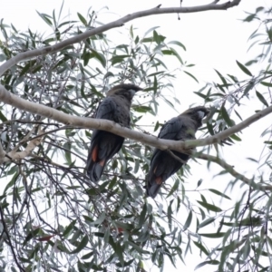 Calyptorhynchus lathami lathami at Wingello, NSW - 17 Oct 2020