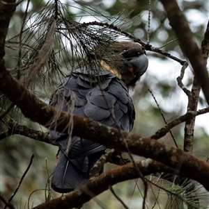 Calyptorhynchus lathami lathami at Wingello, NSW - suppressed