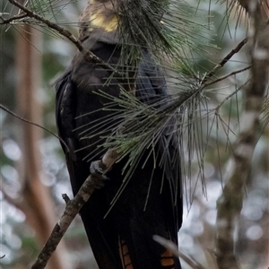 Calyptorhynchus lathami lathami at Wingello, NSW - suppressed