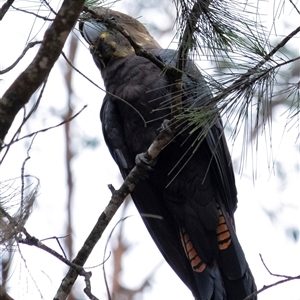 Calyptorhynchus lathami lathami at Wingello, NSW - suppressed