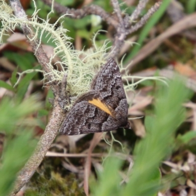 Dichromodes ainaria (A geometer or looper moth) at QPRC LGA - 14 Oct 2020 by LisaH