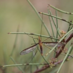 Leptotarsus (Leptotarsus) sp.(genus) (A Crane Fly) at QPRC LGA - 14 Oct 2020 by LisaH