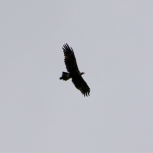 Aquila audax at Mongarlowe, NSW - 14 Oct 2020