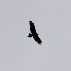 Aquila audax (Wedge-tailed Eagle) at Mongarlowe, NSW - 14 Oct 2020 by LisaH