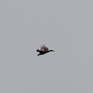 Aquila audax at Mongarlowe, NSW - 14 Oct 2020