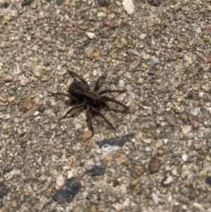 Venatrix pictiventris at Hackett, ACT - 17 Oct 2020