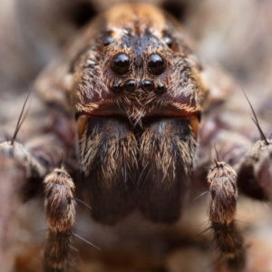 Venatrix pictiventris at Hackett, ACT - 17 Oct 2020