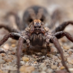 Venatrix pictiventris at Hackett, ACT - 17 Oct 2020