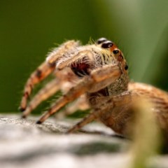 Opisthoncus sp. (genus) (Unidentified Opisthoncus jumping spider) at Hackett, ACT - 16 Oct 2020 by Boagshoags