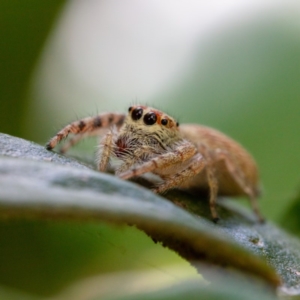 Opisthoncus sp. (genus) at Hackett, ACT - 16 Oct 2020 12:43 PM