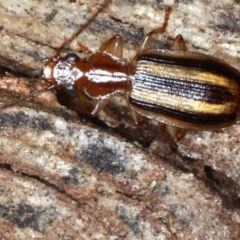 Demetrida sp. (genus) (Bark carab beetle) at Mount Ainslie - 24 Aug 2020 by jb2602