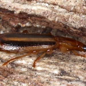 Demetrida sp. (genus) at Majura, ACT - 24 Aug 2020