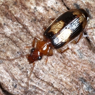 Trigonothops sp. (genus) (Bark carab beetle) at Mount Ainslie - 24 Aug 2020 by jb2602