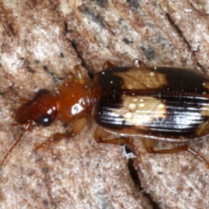 Trigonothops sp. (genus) at Majura, ACT - 24 Aug 2020
