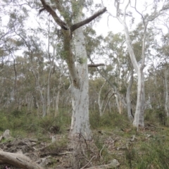 Eucalyptus rossii (Inland Scribbly Gum) at Crace, ACT - 5 Oct 2020 by michaelb