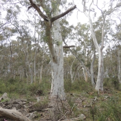 Eucalyptus rossii (Inland Scribbly Gum) at Crace, ACT - 5 Oct 2020 by michaelb